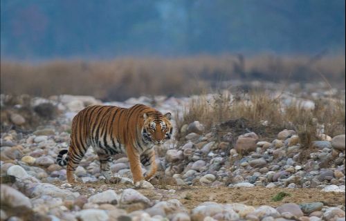 Jim Corbett National Park
