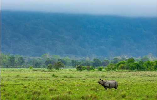 Kaziranga National Park