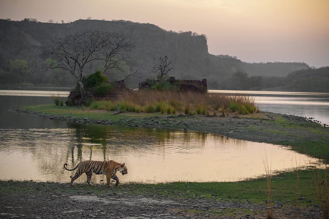 Ranthambore Tiger Reserve