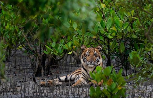 Sundarbans Tiger Reserve