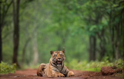 Tadoba Tiger Reserve